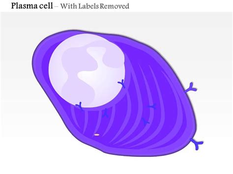 0814 Structure Of The Plasma Cell Medical Images For Powerpoint