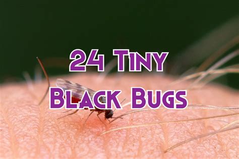 1. Ultimate Guide: 7 Ways To Get Rid Of Tiny Bugs