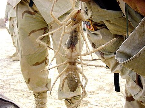 10 Camel Spider Iraq Facts: Unveiling The Desert's Enigmatic Predator