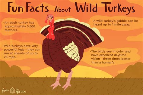 10 Fun Facts About Turkeys