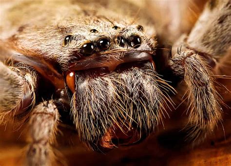 10 Most Terrifying Spiders Found In Iraq A Z Animals