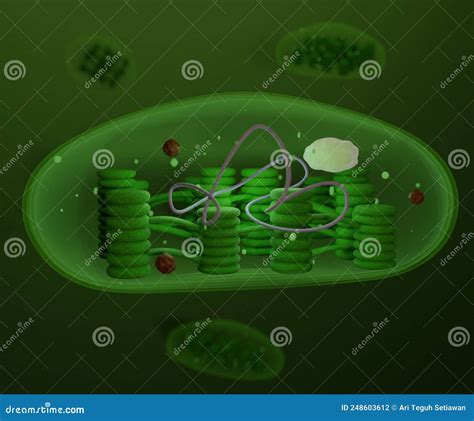 10 Tutorials: Unveiling The Chloroplastalgae Connection