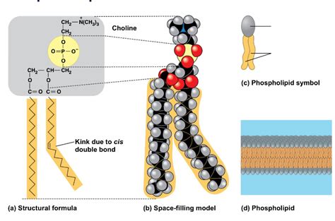 12 Proven Methods: Master The Art Of Phospholipid Precipitation