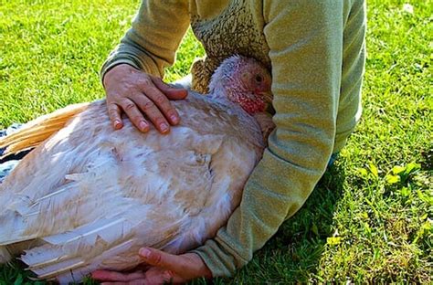 12 Reasons You May Never Want To Eat Turkeys Again