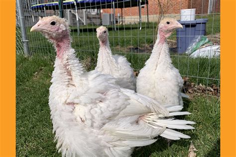 15+ Tips For Breeding: Secrets To Healthy Broadbreasted Whites