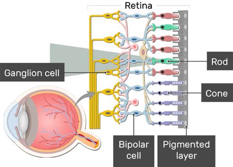 2. 8 Expert Steps To Understanding Dendritic Cells In The Retina Today