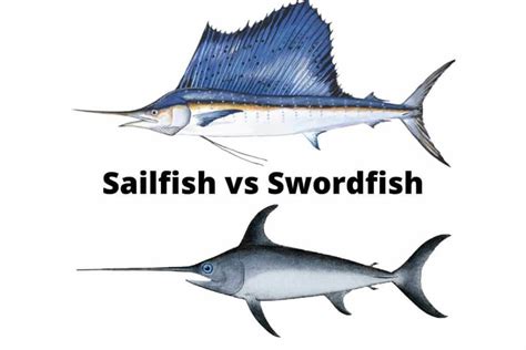 2. Perfect Your Knowledge: 8 Sailfish Vs Swordfish Facts