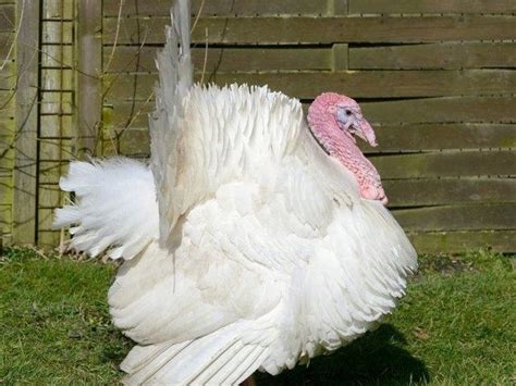 20 Broad Breasted White Turkey Facts Facts Net