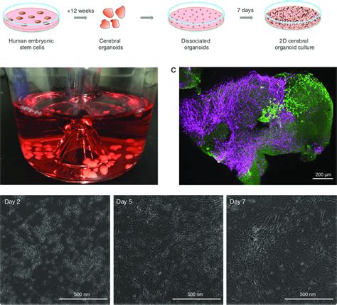 20+ Facts On 2D Organoid Models: A Comprehensive Overview