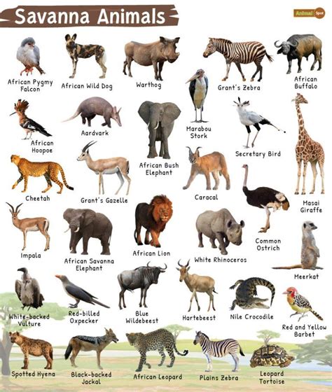 20+ Savanna Bird Species: A Comprehensive Encyclopedia