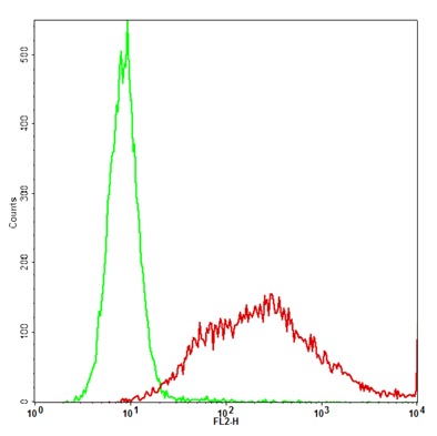 293T Cell Stable Cell