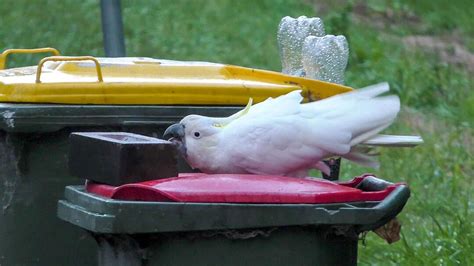 3. 5 Perfect Ways To Protect Cockatoos From Human Cruelty Now