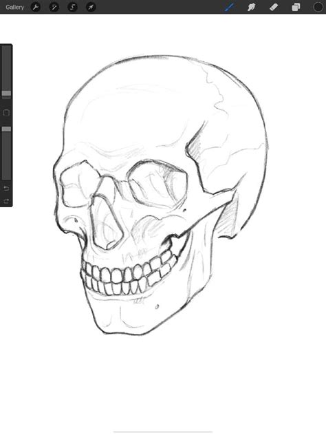 3 Easy Ways To Draw A Skull In Procreate Human Skull Drawing Skull