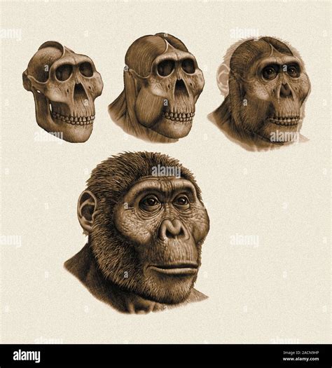 3. Expert's Take: Paranthropus Boisei Skull Dimensions