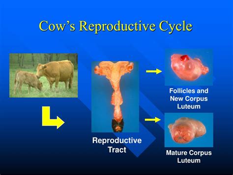 4 7 Livestock Reproduction Ppt