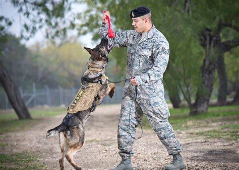 5 Tips To Create The Ultimate Military Dog Training Program Today