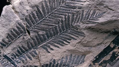 5 Ways To Design The Ultimate Fern Fossil Collection Today Media Rpgsite