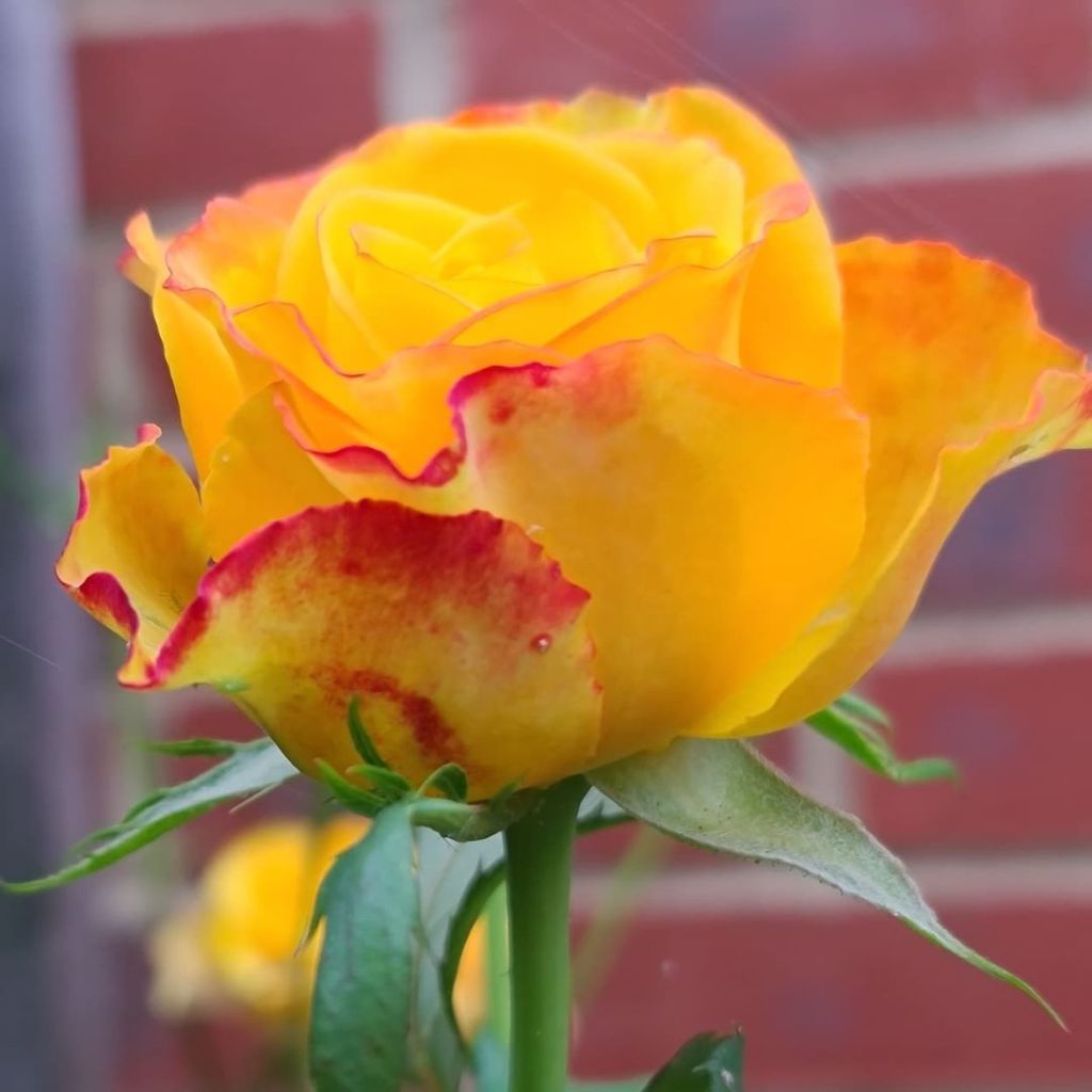 7 Great Yellow Roses With Red Tips Song Of Roses