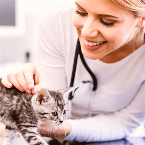 7 Ways To Find The Ultimate Veterinarian Today