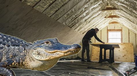 8 Foot Long Alligator Found Hidden Inside North Carolina Attic Iheart