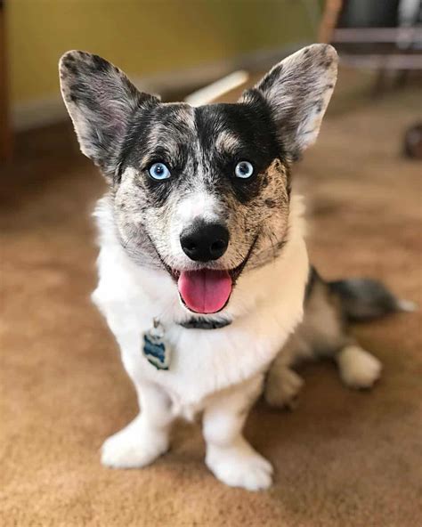 9 Expert Hacks For Making Your Husky Corgi Mix