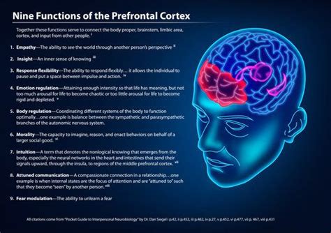 9 Functions Of The Prefrontal Cortex Neuroscience Brain Facts Music And The Brain