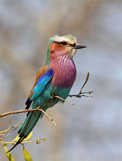 African Savanna Birds Pets Lovers