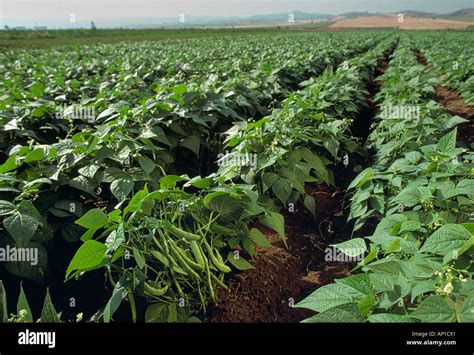 Agriculture Field Of Mature Green Beans Ready For Harvest Karacabey