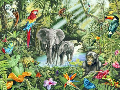 Amazon Rainforest Animals Drawings Background Walpaper Zoo Animals