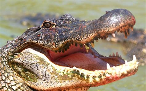 American Alligator Broome W A Check Out The Fly Upon He Flickr