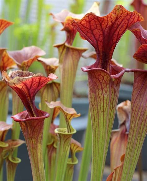 American Pitcher Plant