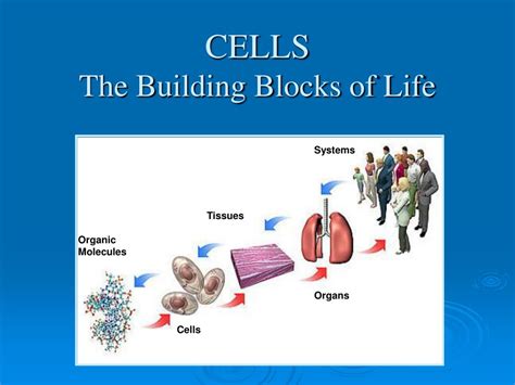 Anatomy Of A Cell Diagram Cells The Building Blocks Of Life