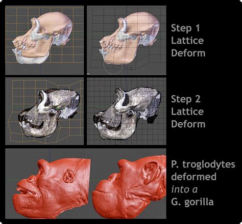 Ator Faces Of Evolution Validating The Methodology For Facial Reconstruction Of Hominids