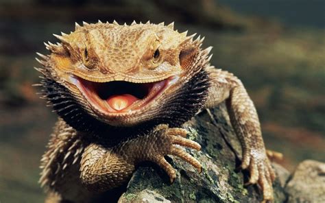 Bearded Dragon Lizard