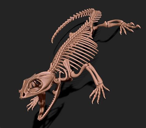 Bearded Dragon Skeleton Dys Af Kit 3D Model 3D Printable Cgtrader