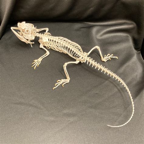 Bearded Dragon Skeleton