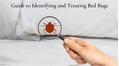 Bed Bug Identification And Control Information