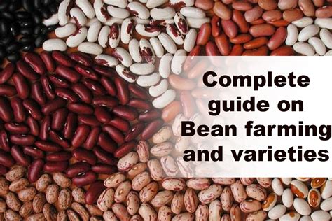 Best Guide To Successful Beans Farming Varieties And Where To Buy