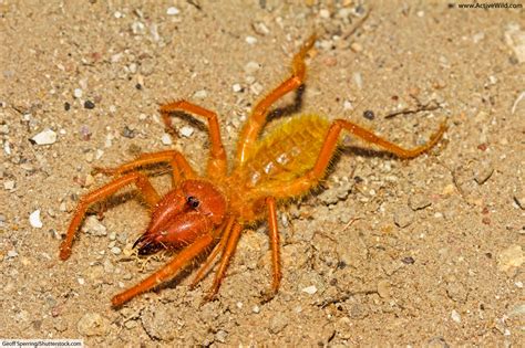 Camel Spider Facts Pictures In Depth Information Desert Arachnids