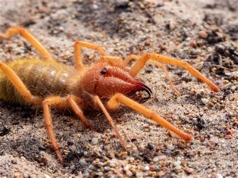 Camel Spider Insect Facts Az Animals