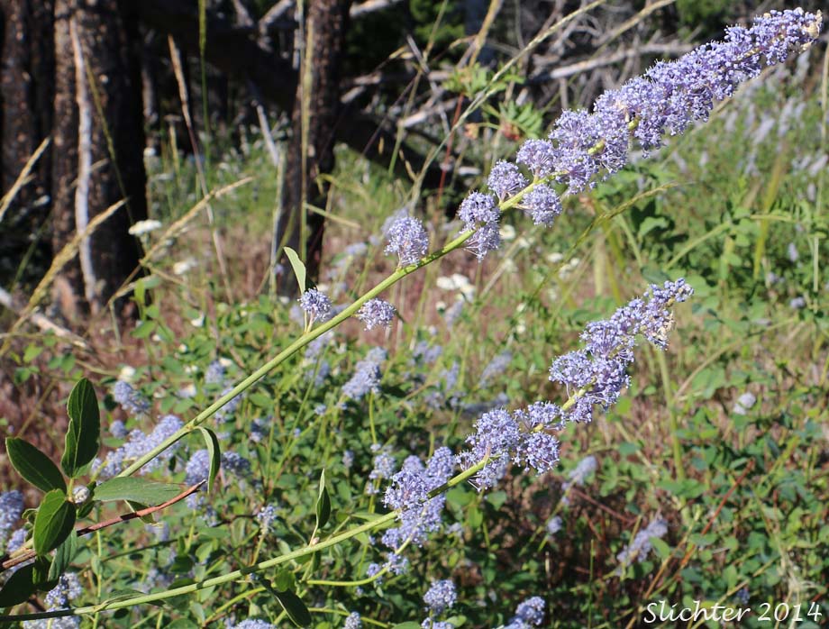 Ceanothus Integerrimus 1517