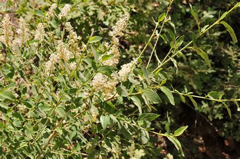 Ceanothus Integerrimus Ceanothus Deerbrush Southwest Desert Flora