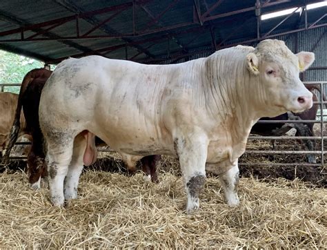 Charolais Cattle Give Us Weight For Age Irish Charolais Cattle Society