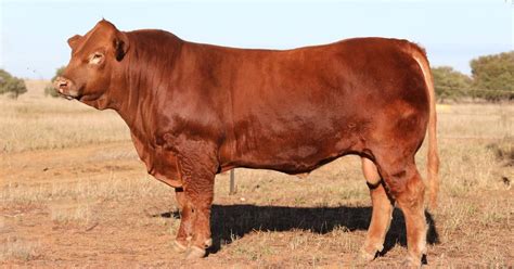 Charolais Simmental Top The 2020 Ag Grow Bull Sale Held Online Queensland Country Life Qld