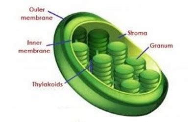 Chloroplast Assignment Point