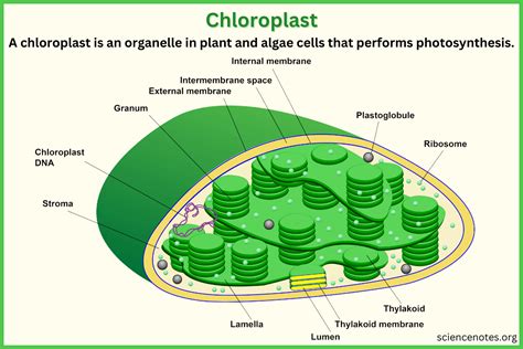 Chloroplast Definition Function Structure Location Diagram