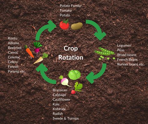 Crop Rotation Fruit Hill Farm Blog