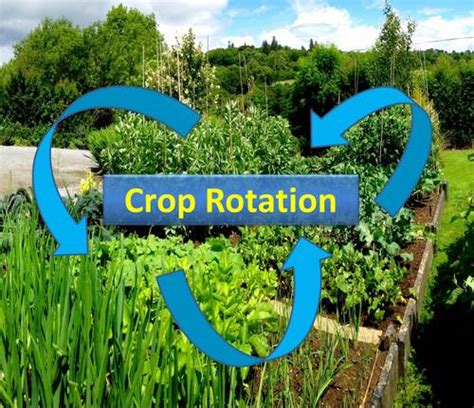 Crop Rotation Is There A Benefit For Gardeners