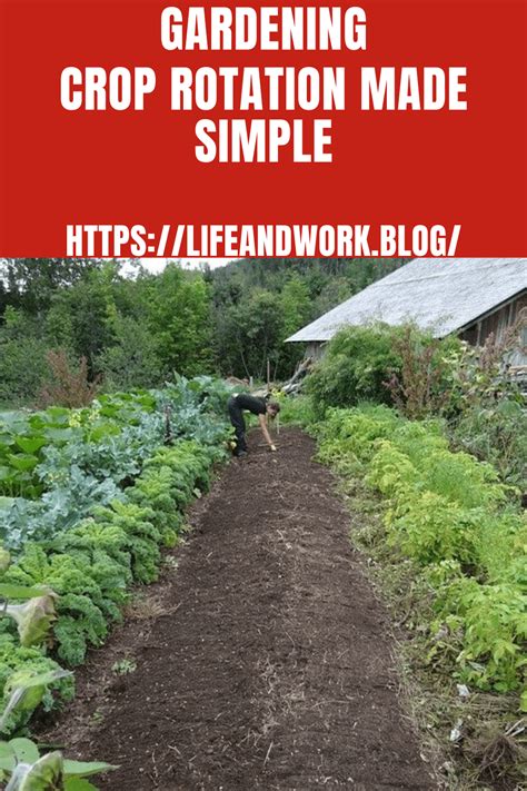 Crop Rotation Made Easy Simplify Gardening