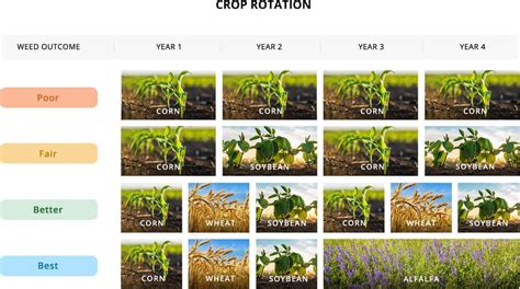 Crop Rotations Getting Rid Of Weeds